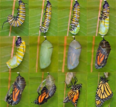 what is the first form of a butterfly figgerits|Butterfly .